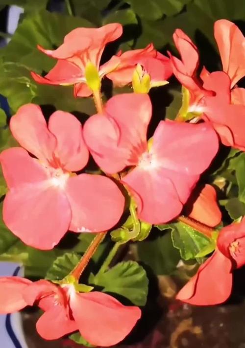 如何养护天竺葵使其花开不断？