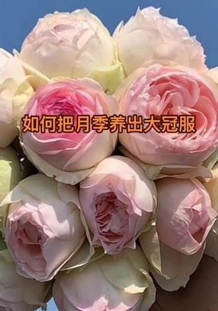 猎豹月季花卉养护方法是什么？