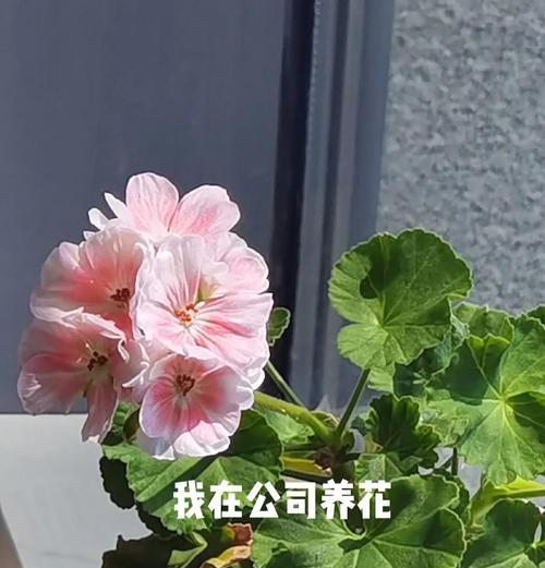 天竺葵小丛林怎么养护好？有哪些有效的养护技巧和方法？