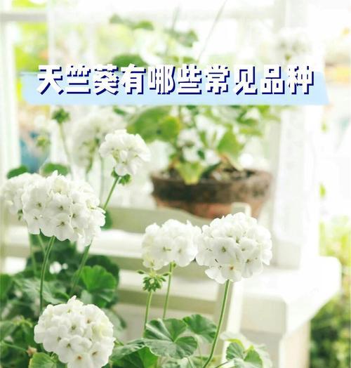 天竺葵小丛林怎么养护好？有哪些有效的养护技巧和方法？