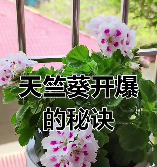天竺葵小丛林怎么养护好？有哪些有效的养护技巧和方法？