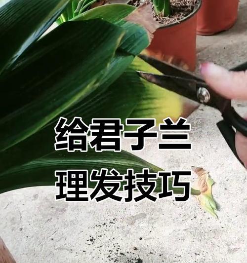 细长君子兰的修剪方法是什么？如何修剪更美观？