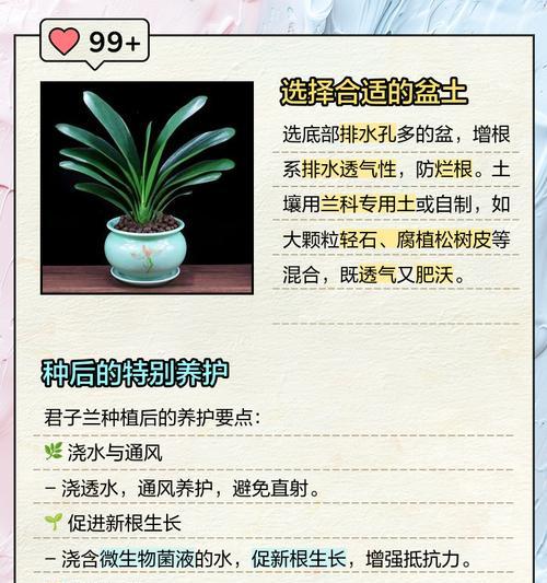 细长君子兰的修剪方法是什么？如何修剪更美观？