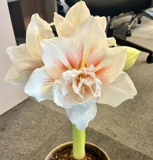 朱顶红曼德拉不黑的原因是什么？如何解决？