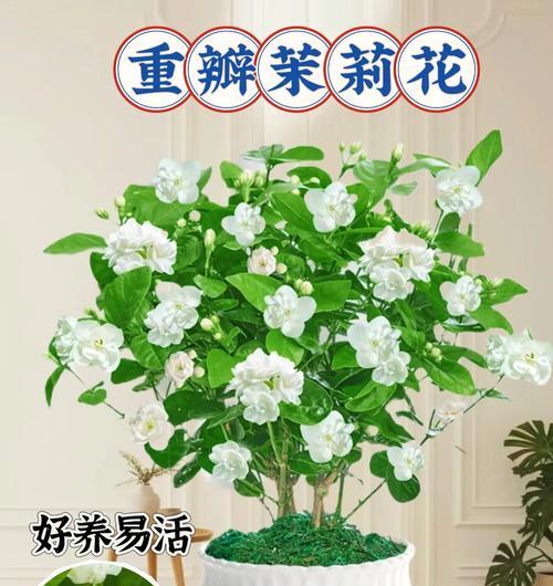 重瓣植物盆景的修剪方法是什么？修剪重瓣植物盆景的注意事项有哪些？