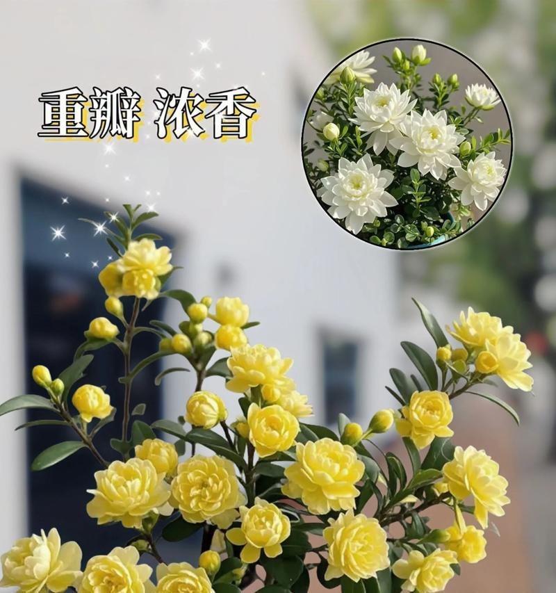 重瓣植物盆景的修剪方法是什么？修剪重瓣植物盆景的注意事项有哪些？