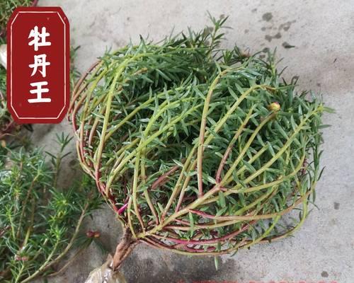 重瓣植物盆景的修剪方法是什么？修剪重瓣植物盆景的注意事项有哪些？