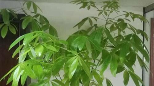 马拉巴栗叶子黄化应如何修剪？