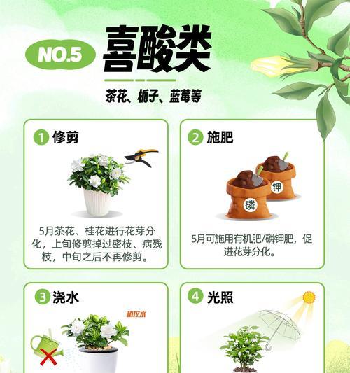 铁线莲苗如何养护才能健壮？有哪些关键步骤？