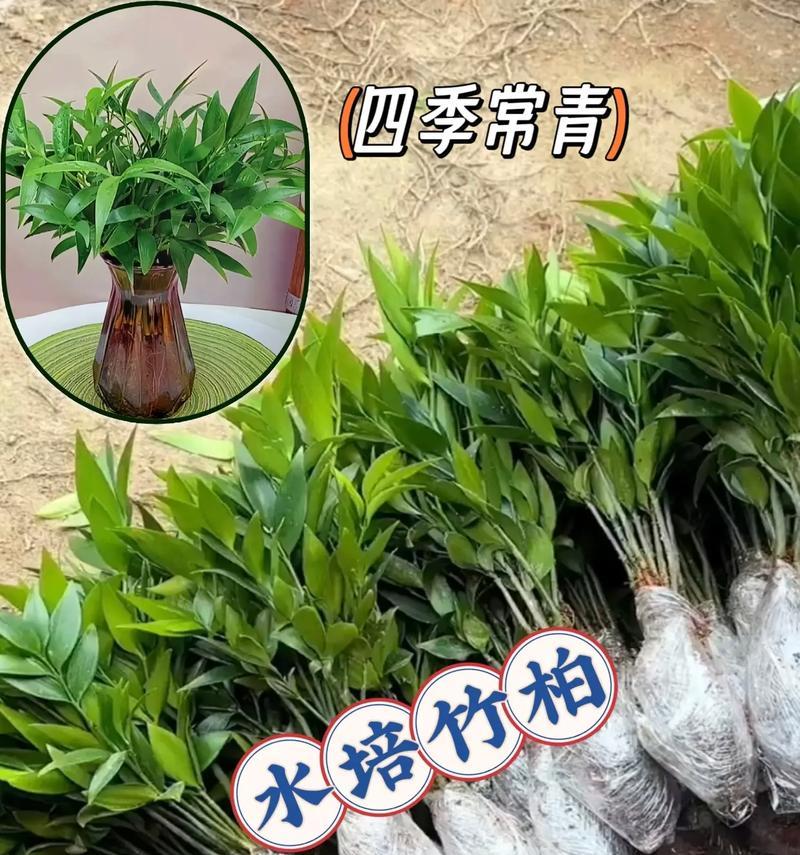 浅盆常绿盆景的养护方法是什么？如何保持其常绿状态？