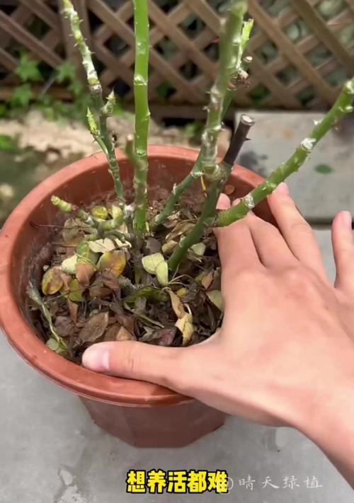 月季小盆景怎么养护？