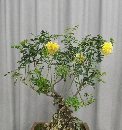 月季小盆景怎么养护？
