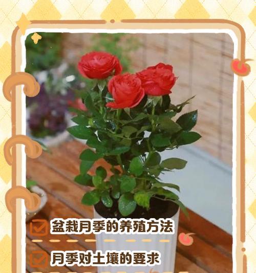 月季小盆景怎么养护？