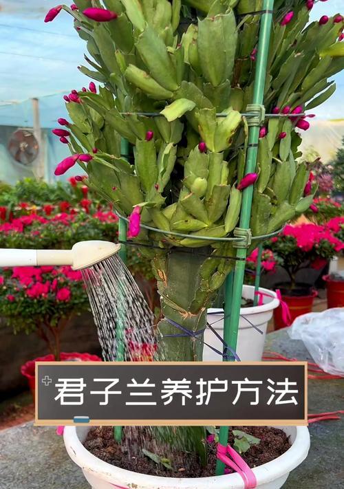 君子兰叶子旺盛的养护方法是什么？