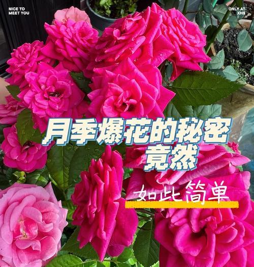 养月季最好的浇水方法是什么？如何避免月季烂根？