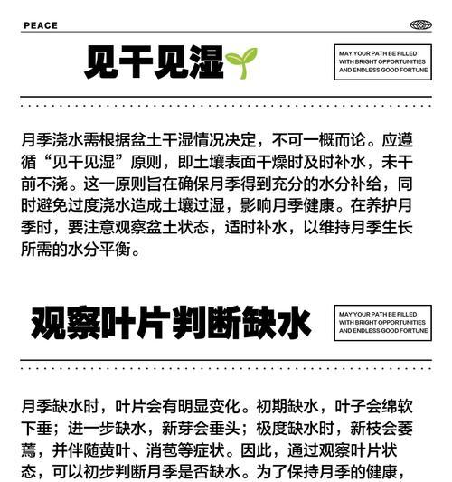 养月季最好的浇水方法是什么？如何避免月季烂根？