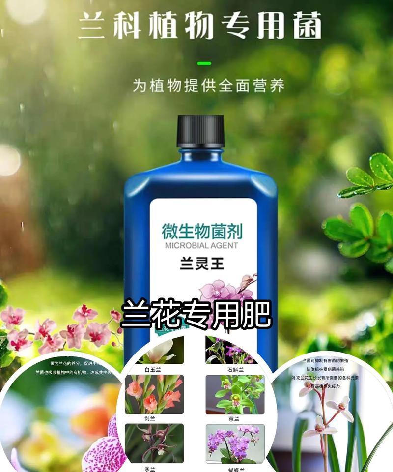君子兰干根后应使用哪种肥料进行恢复？