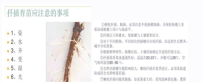 月季扦插的管理方法是什么？如何提高成活率？