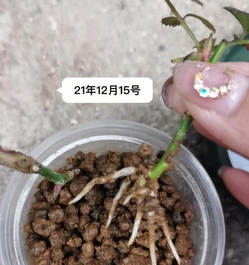 月季扦插的管理方法是什么？如何提高成活率？