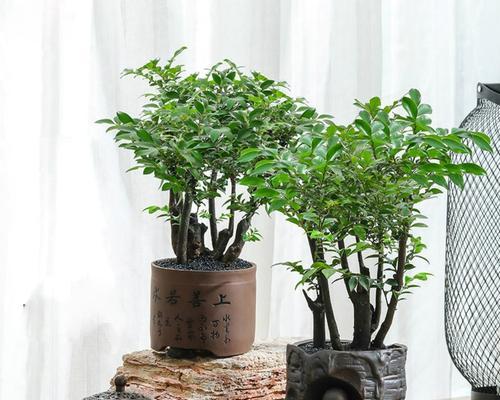 如何选择佛珠盆景以达到最佳观赏效果？