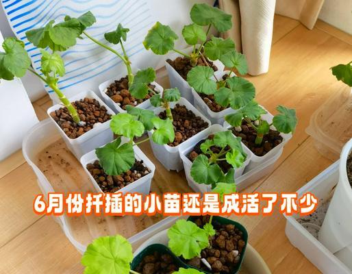 夏天天竺葵需要修剪吗？如何正确养护？