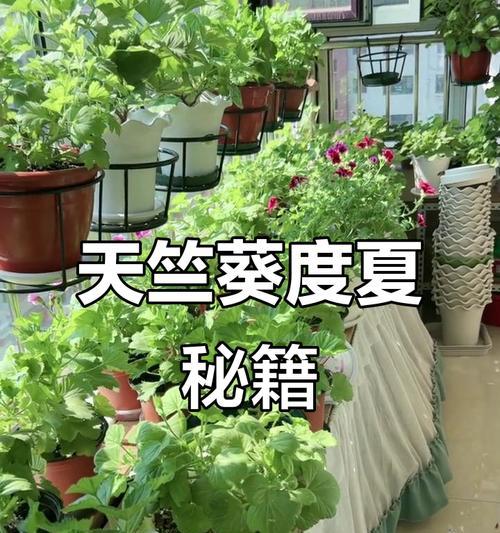 夏天天竺葵需要修剪吗？如何正确养护？