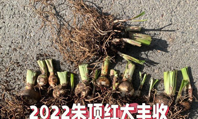 朱顶红配土需要添加哪些粗颗粒？如何正确配土？