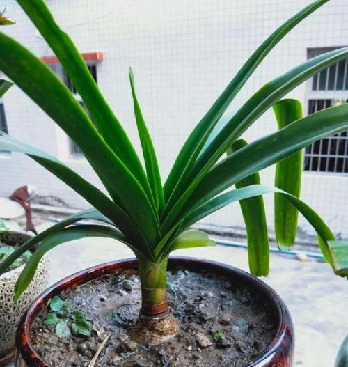 朱顶红配土需要添加哪些粗颗粒？如何正确配土？