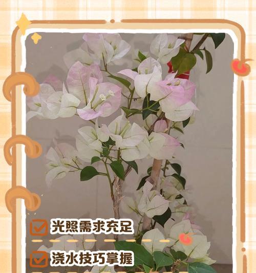 挪威三角梅的养殖方法是什么？