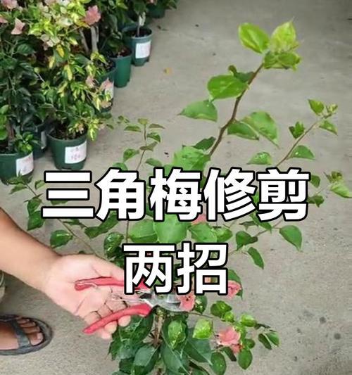 挪威三角梅的养殖方法是什么？