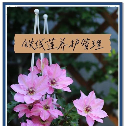 北浜铁线莲的正确养护方法是什么？