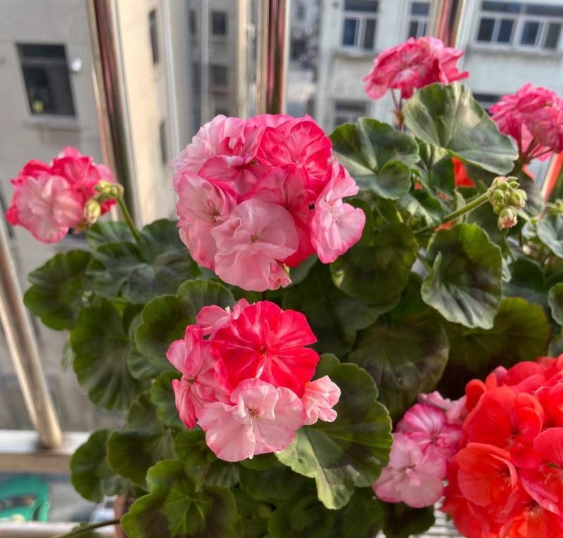阳台适合种植哪些易养且花量多的植物？