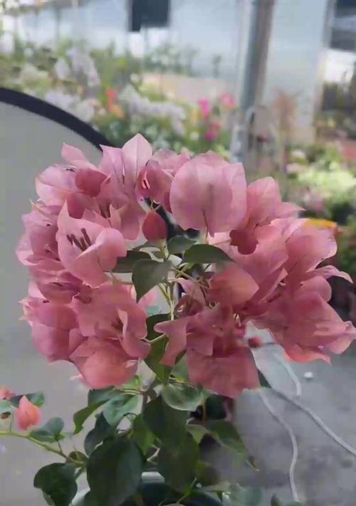 广东冬季铁线莲小苗的养护技巧有哪些？