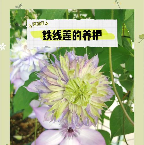 广东冬季铁线莲小苗的养护技巧有哪些？