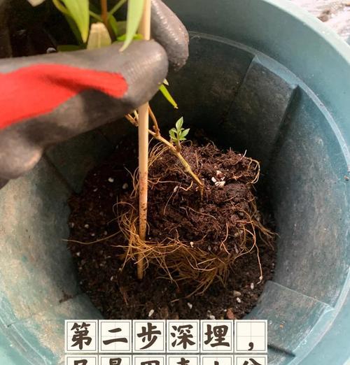 广东冬季铁线莲小苗的养护技巧有哪些？