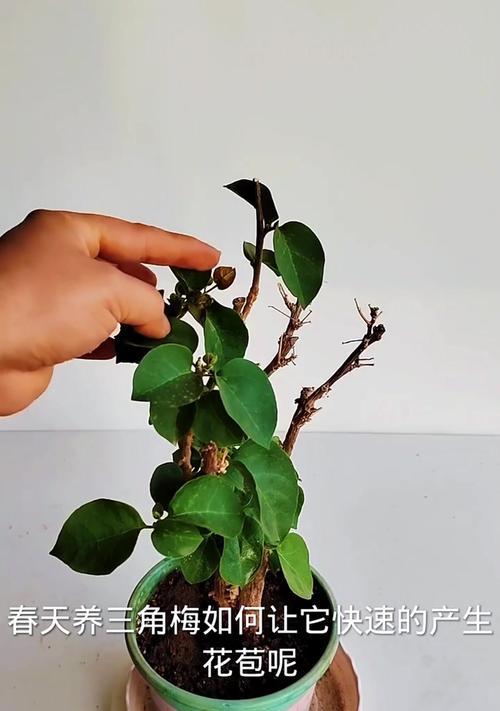 长龙三角梅的养殖技巧有哪些？