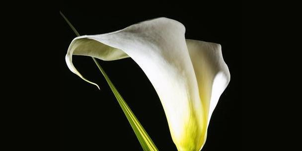 海芋花语的含义是什么？海芋代表了哪些情感？