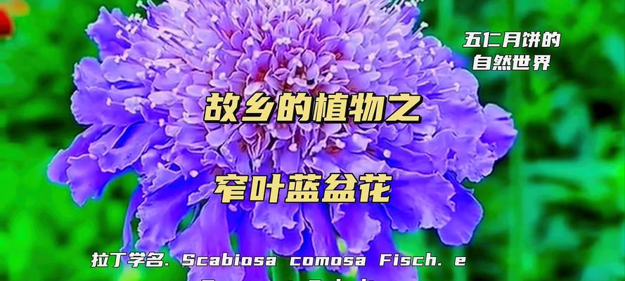 送蓝色的花有什么含义？蓝色花朵作为礼物的象征意义是什么？
