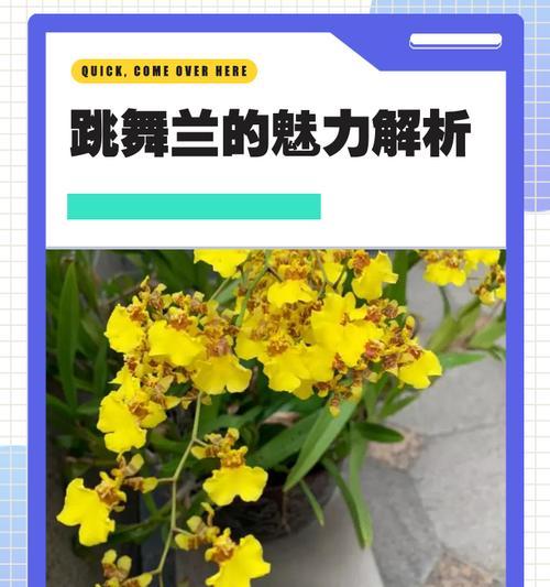 跳舞兰的象征意义是什么？跳舞兰花语代表了什么含义？