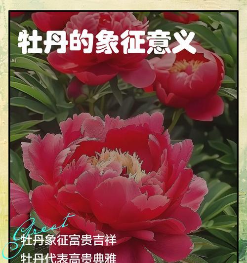 柔软花朵的象征意义是什么？