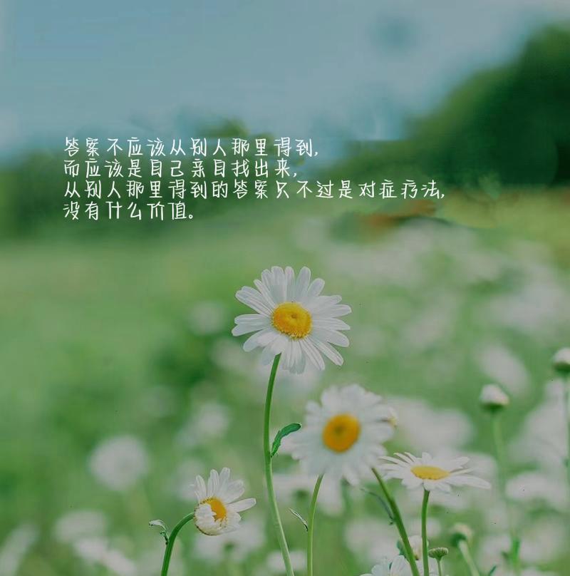 白色小雏菊的花语是什么？它象征着什么？