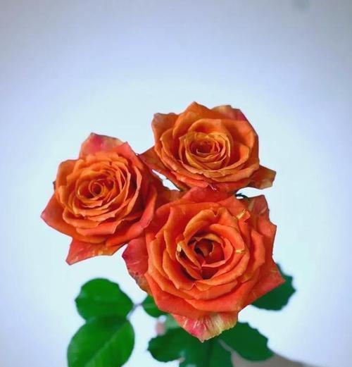 象征快乐活力的花有哪些？哪些花象征着快乐与活力？