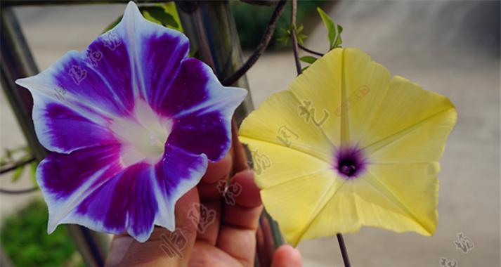 黄色牵牛花象征意义何在？代表了哪些文化含义？