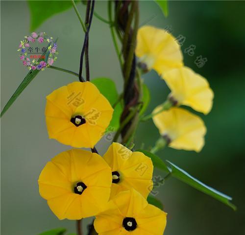 黄色牵牛花象征意义何在？代表了哪些文化含义？
