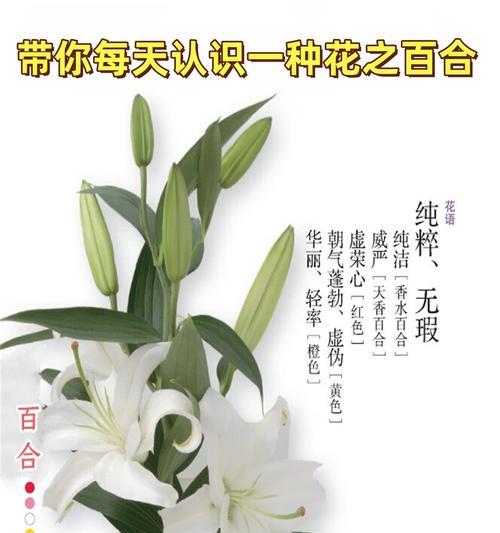 百何花的花语含义是什么？象征着怎样的情感？