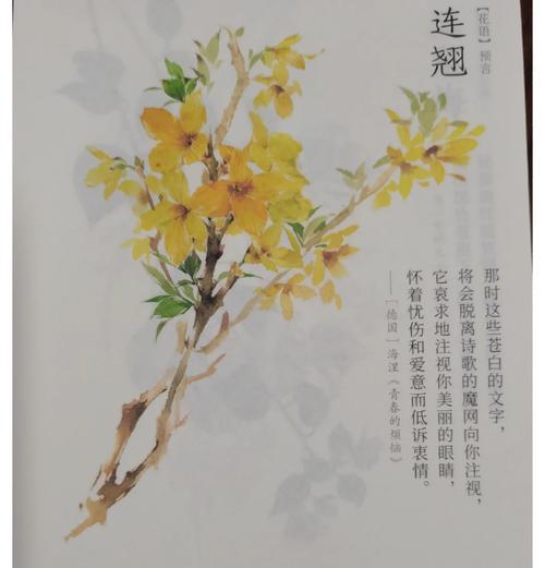 绿花的象征意义和含义是什么？