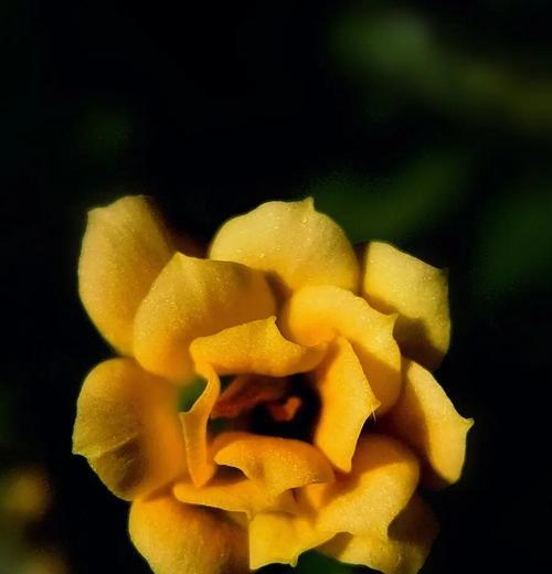 平常的象征花有哪些？每朵花背后隐藏着怎样的意义？