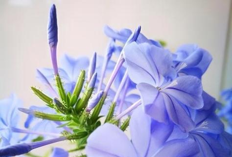 蓝色霓裳花代表什么？