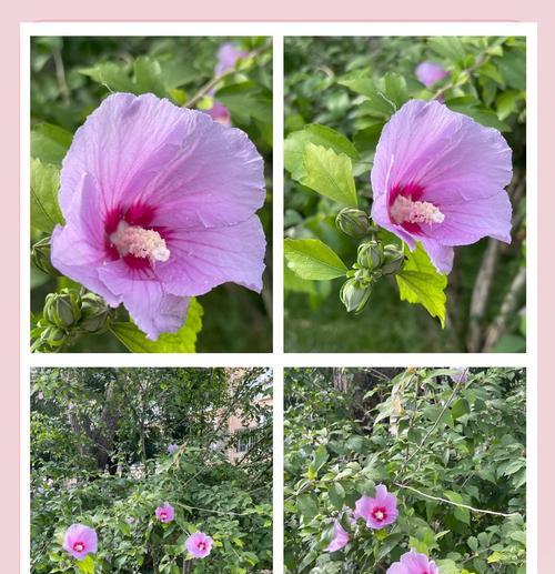 有哪些花代表坚持？