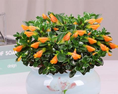 哪些花象征健康绿植？它们的花语是什么？